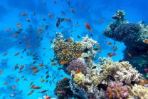 Tips for Scuba Divers Needing Life Insurance