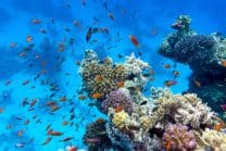 Tips for Scuba Divers Needing Life Insurance